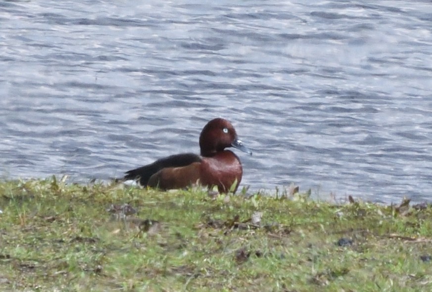 Ferruginous Duck - ML642935097