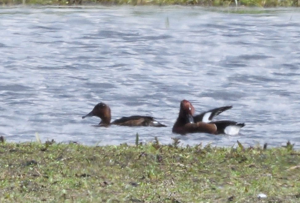 Ferruginous Duck - ML642935098