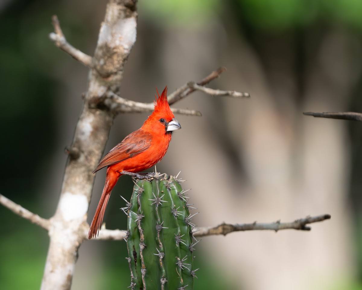 Vermilion Cardinal - ML642935103
