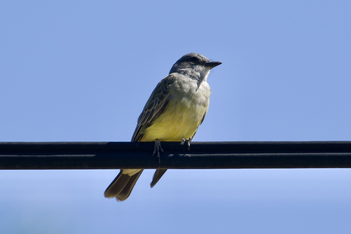 Cassin's Kingbird - ML642935126