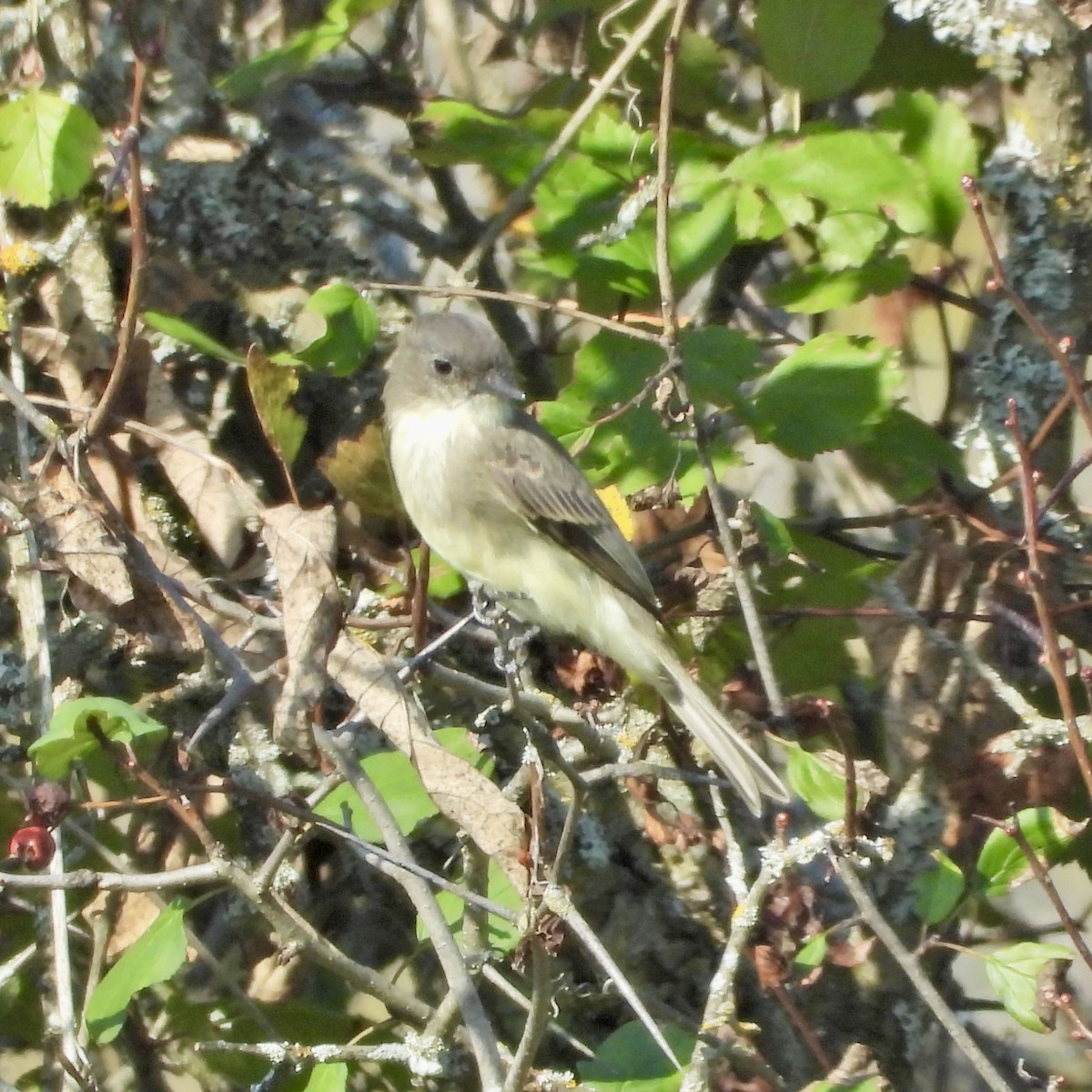 Eastern Phoebe - ML642935128