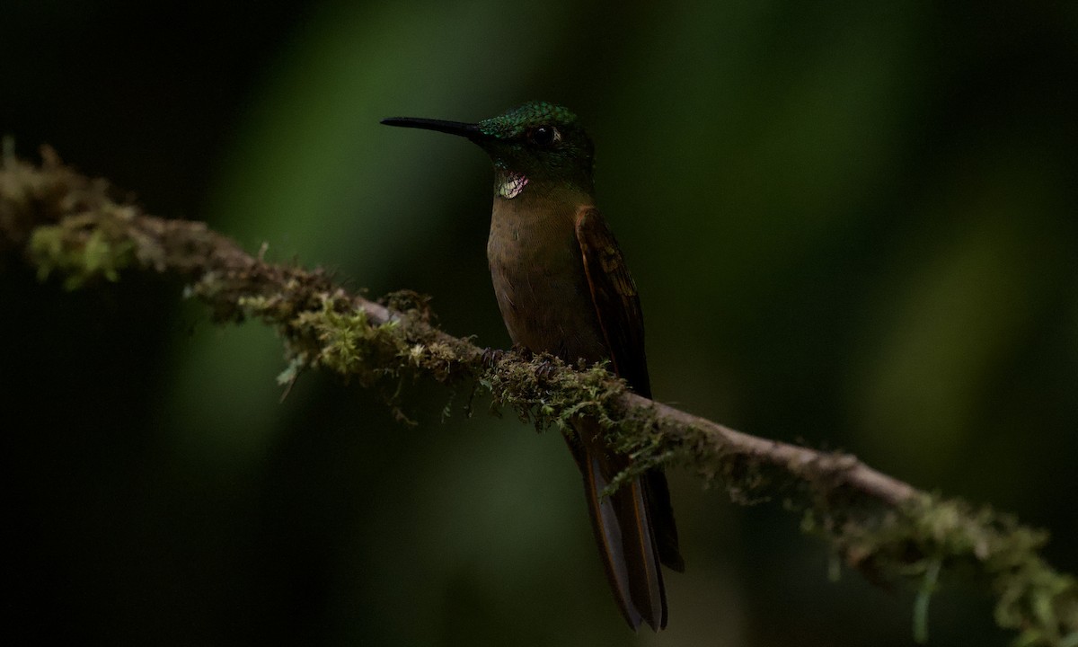 Fawn-breasted Brilliant - ML642935134
