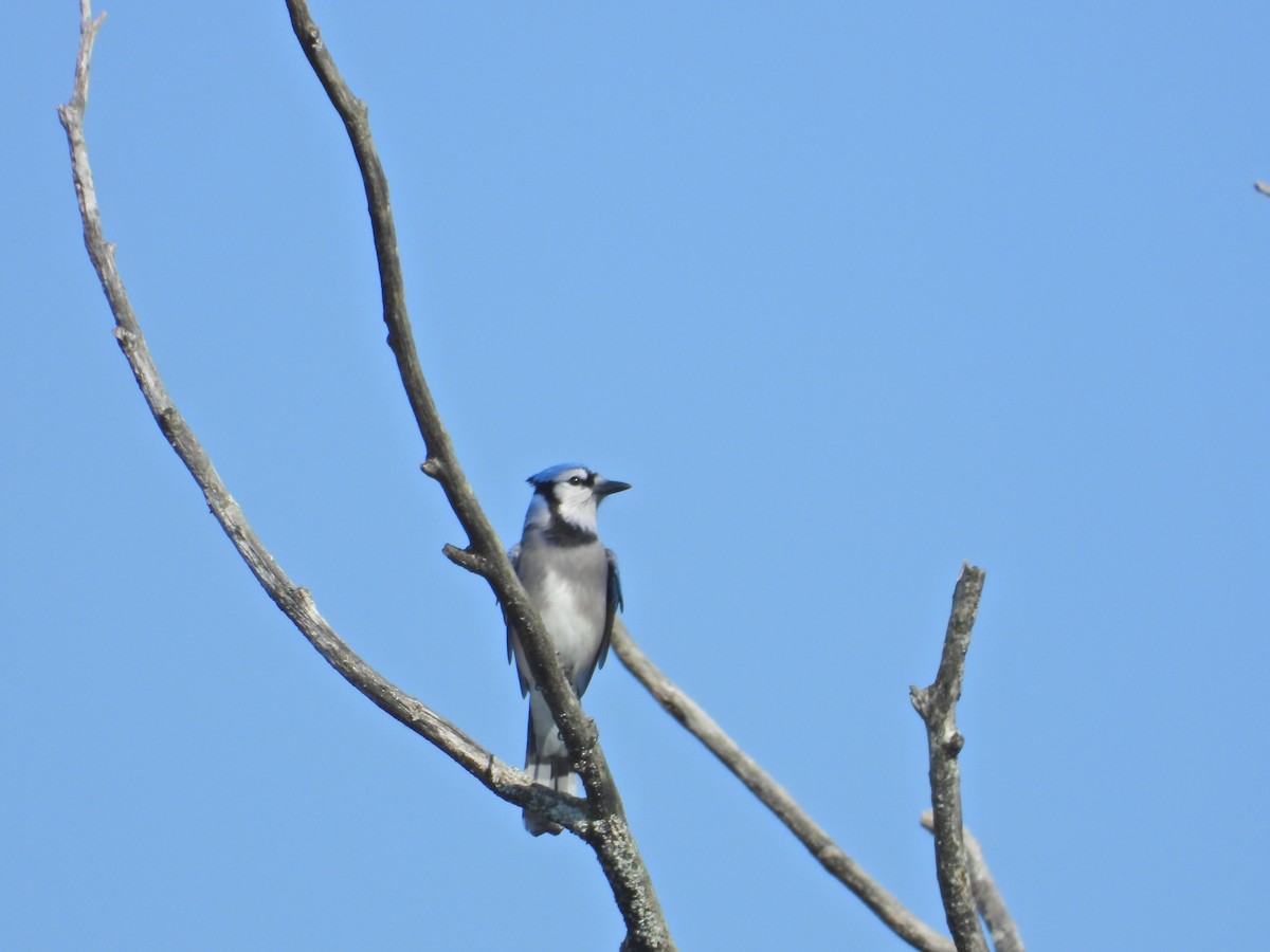 Blue Jay - ML642935138