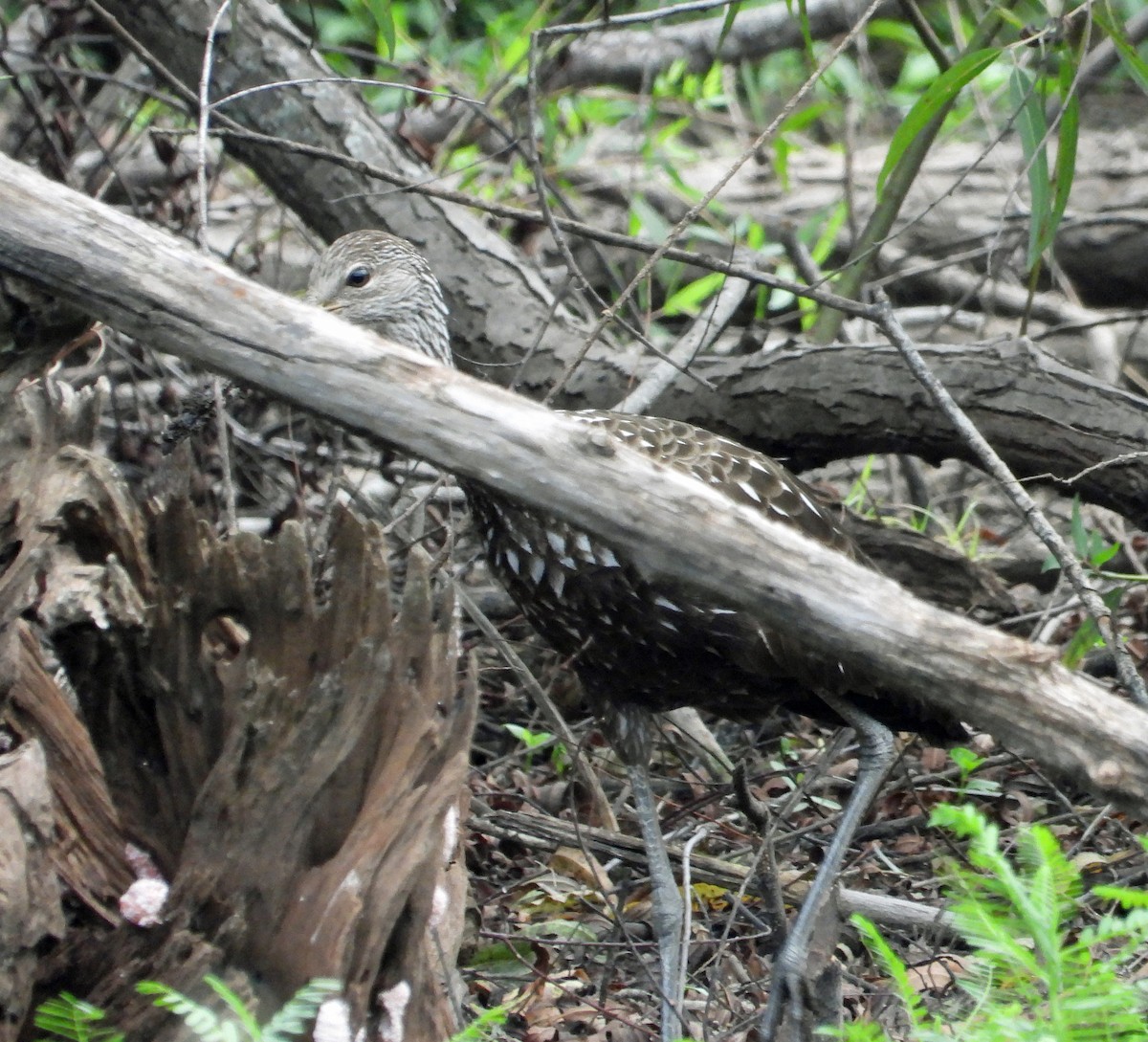 Limpkin - ML642935147