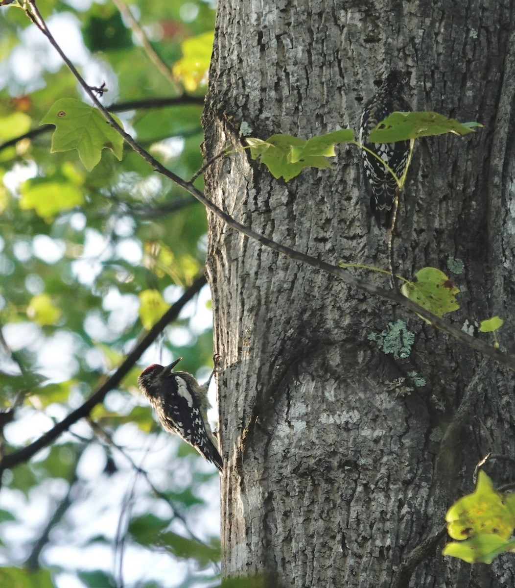 Yellow-bellied Sapsucker - ML642935150