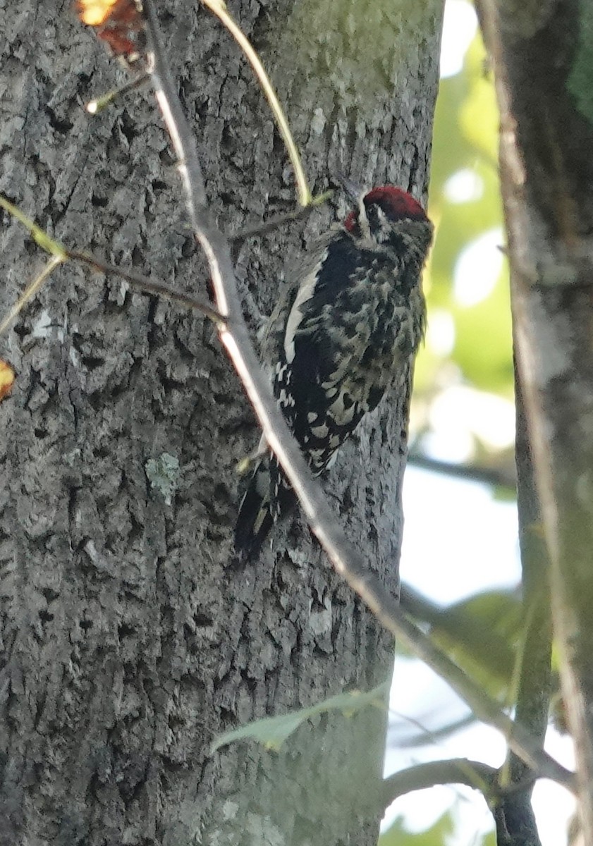 Yellow-bellied Sapsucker - ML642935151