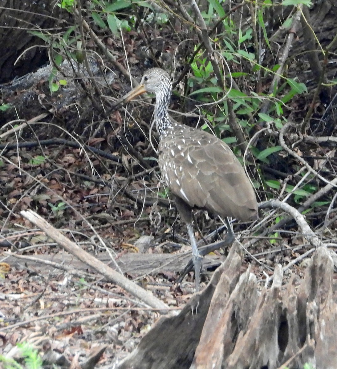 Limpkin - ML642935158