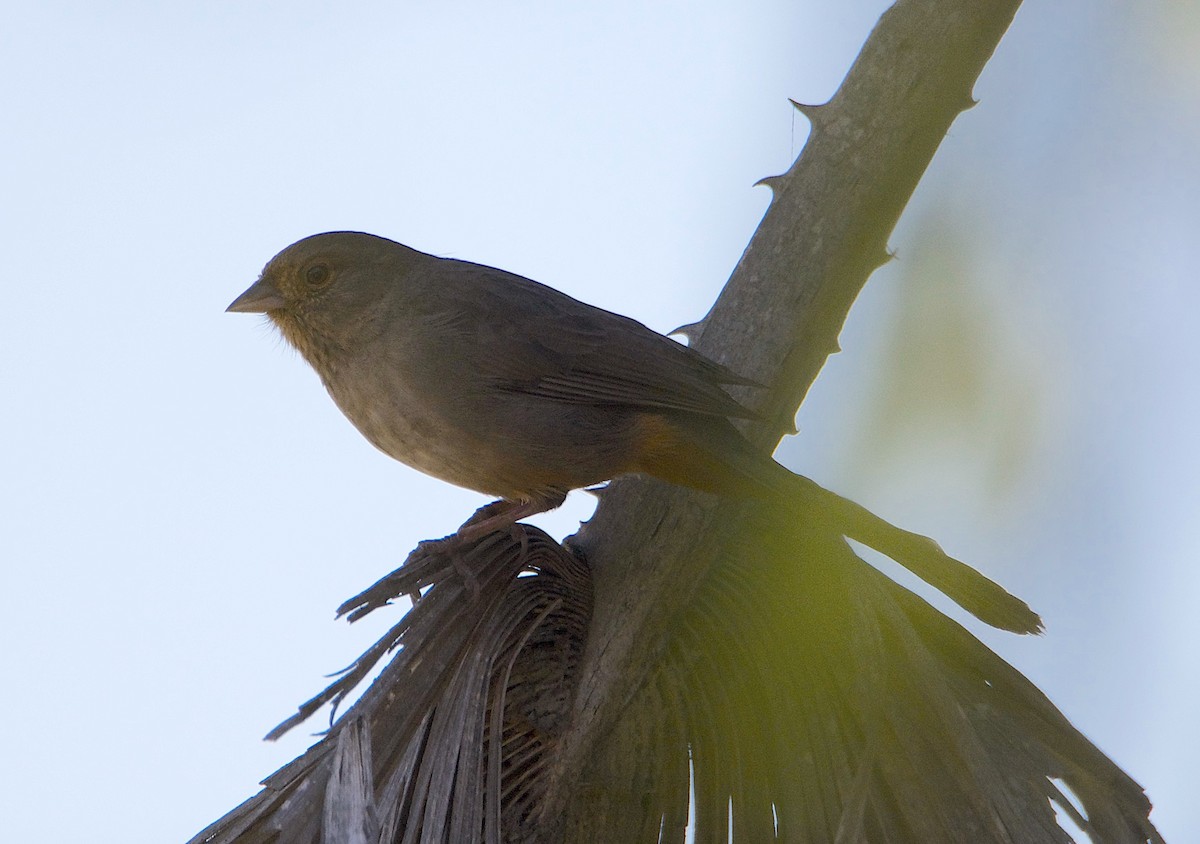 California Towhee - ML642935162