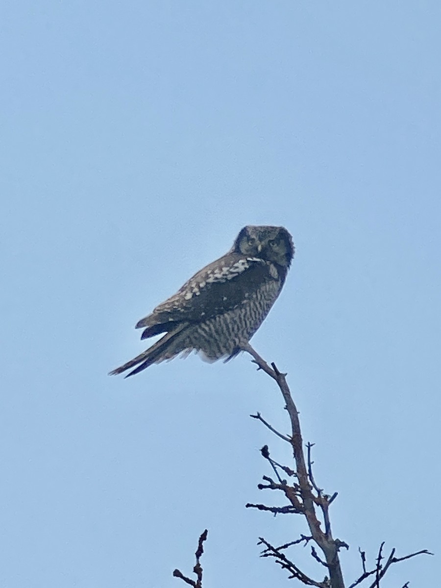 Northern Hawk Owl - ML642935173