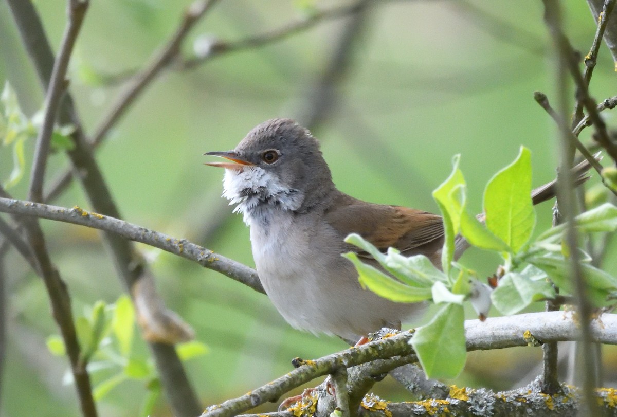 Greater Whitethroat - ML642935174