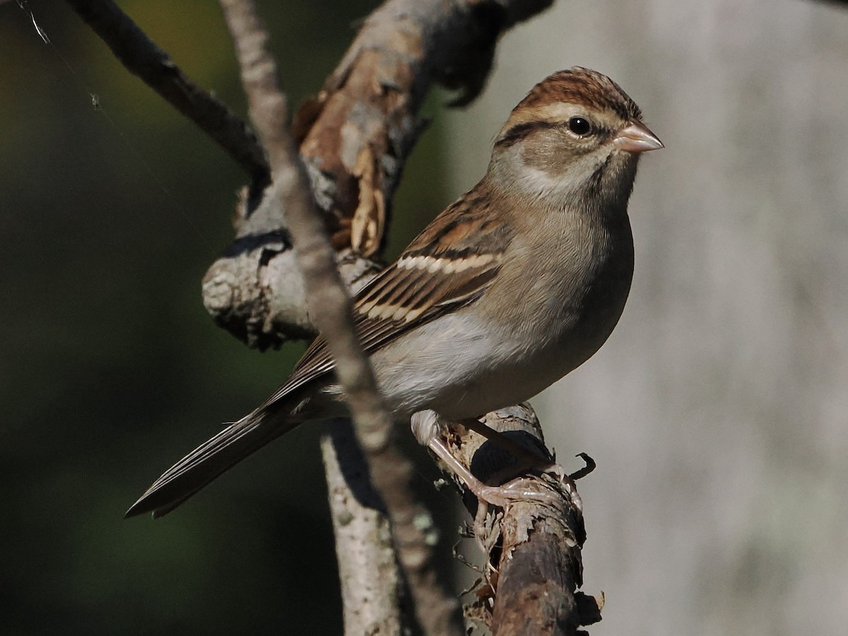 Chipping Sparrow - ML642935175