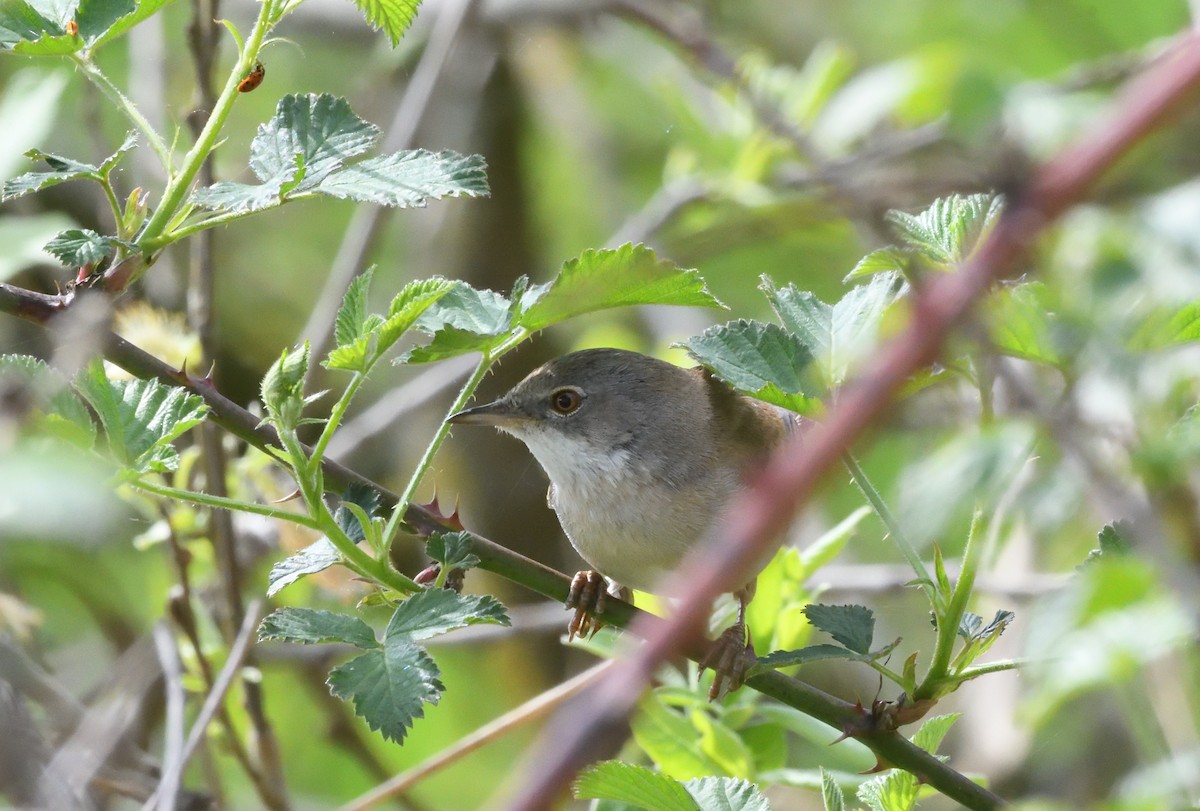 Greater Whitethroat - ML642935176