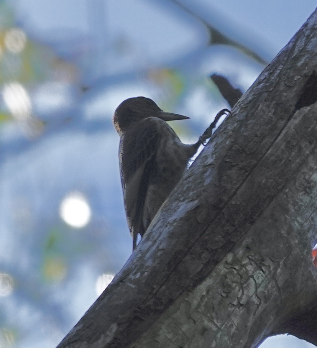 Red-headed Woodpecker - ML642935177