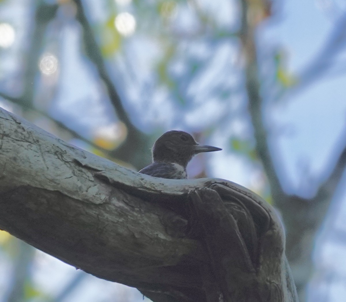 Red-headed Woodpecker - ML642935178