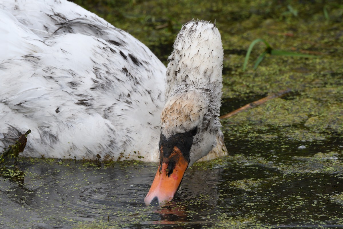 Mute Swan - ML642935180