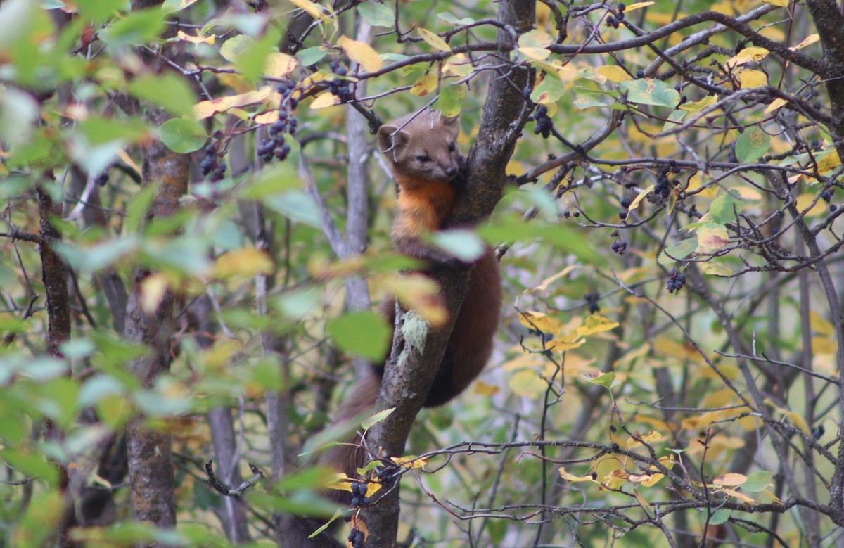 Pacific Marten - ML642935188