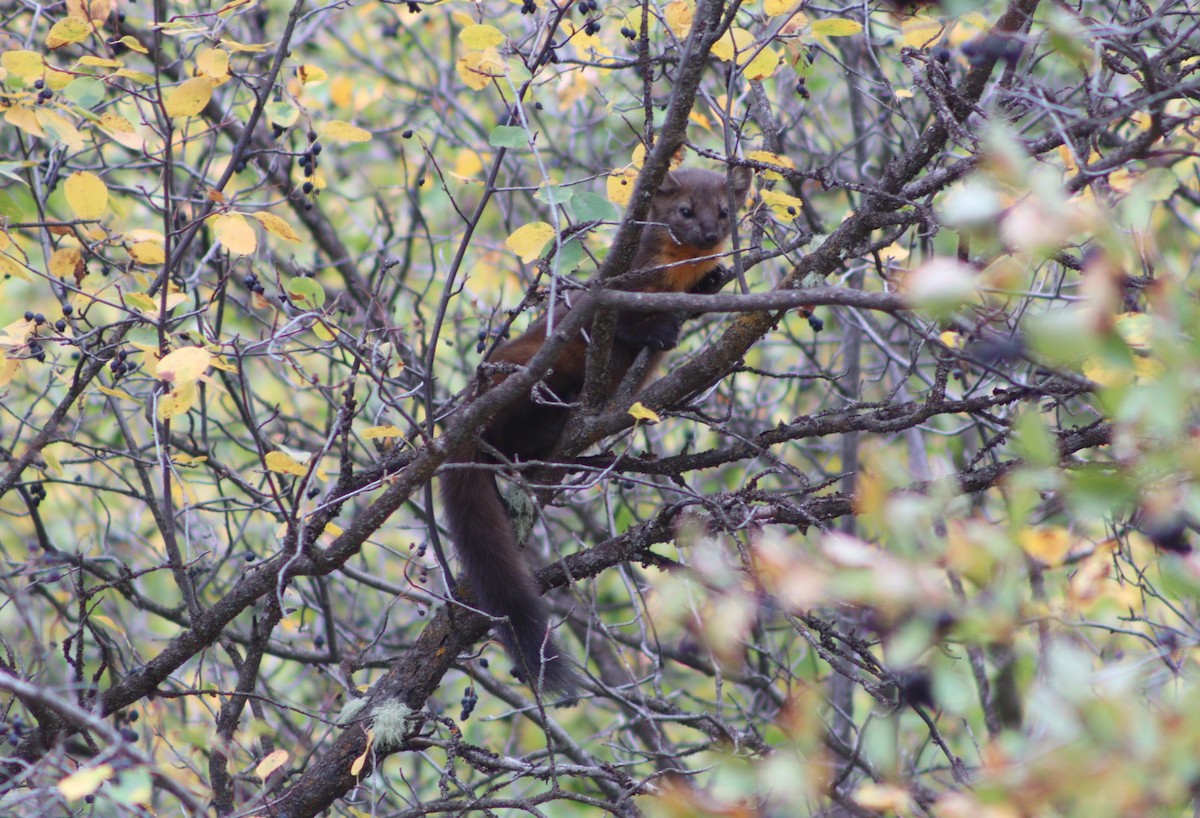 Pacific Marten - ML642935189