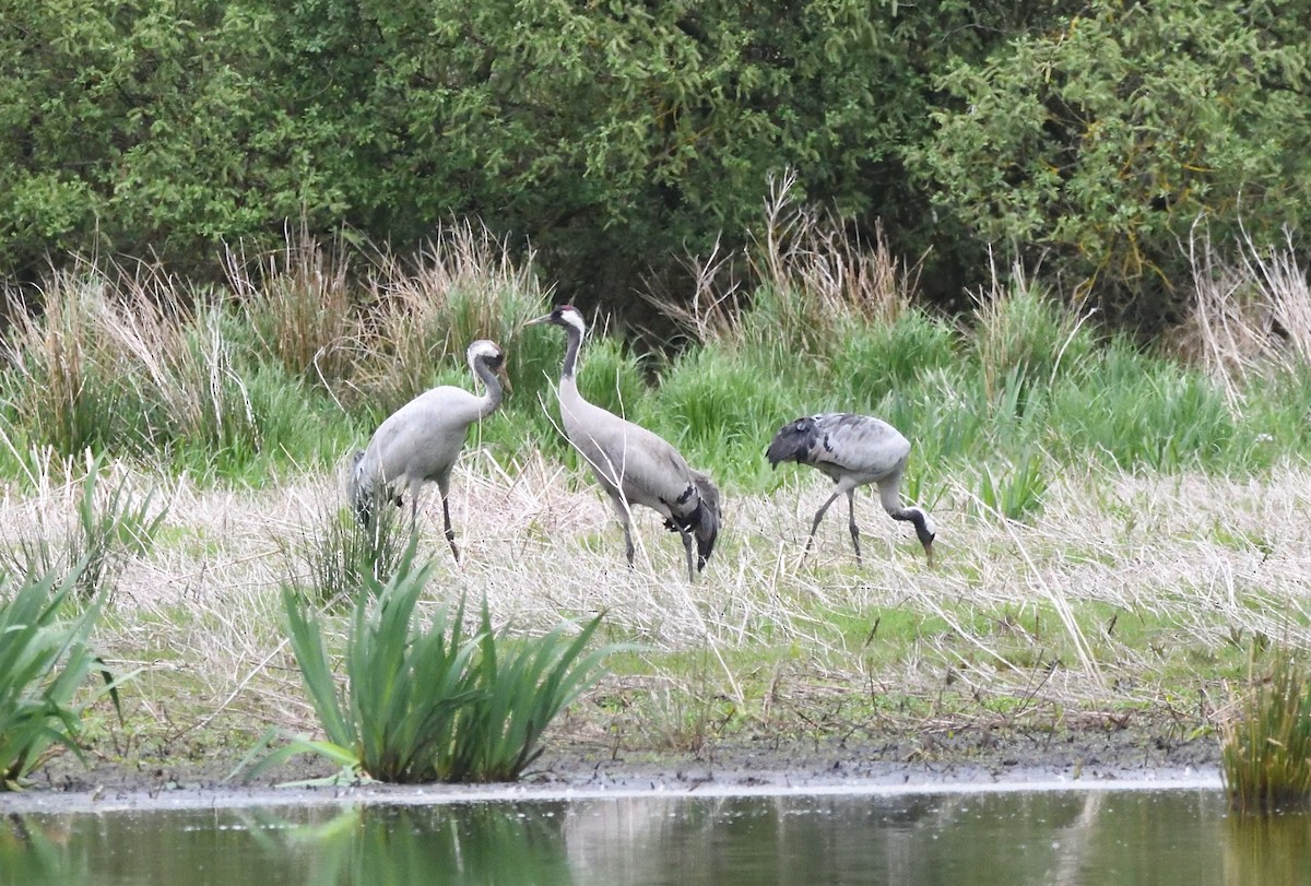 Common Crane - ML642935192