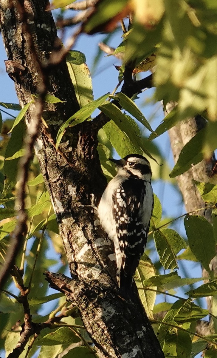 Downy Woodpecker - ML642935202