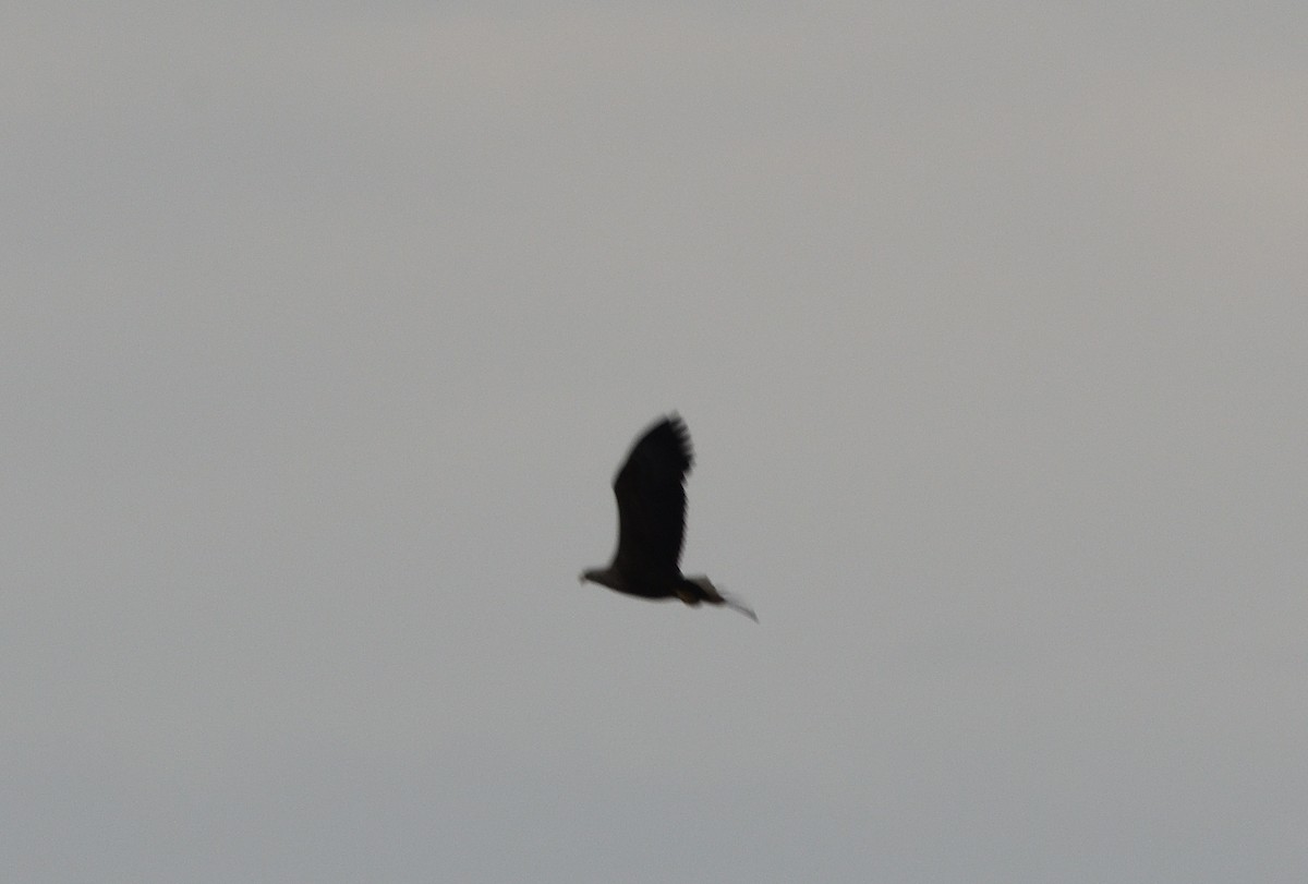 White-tailed Eagle - ML642935222