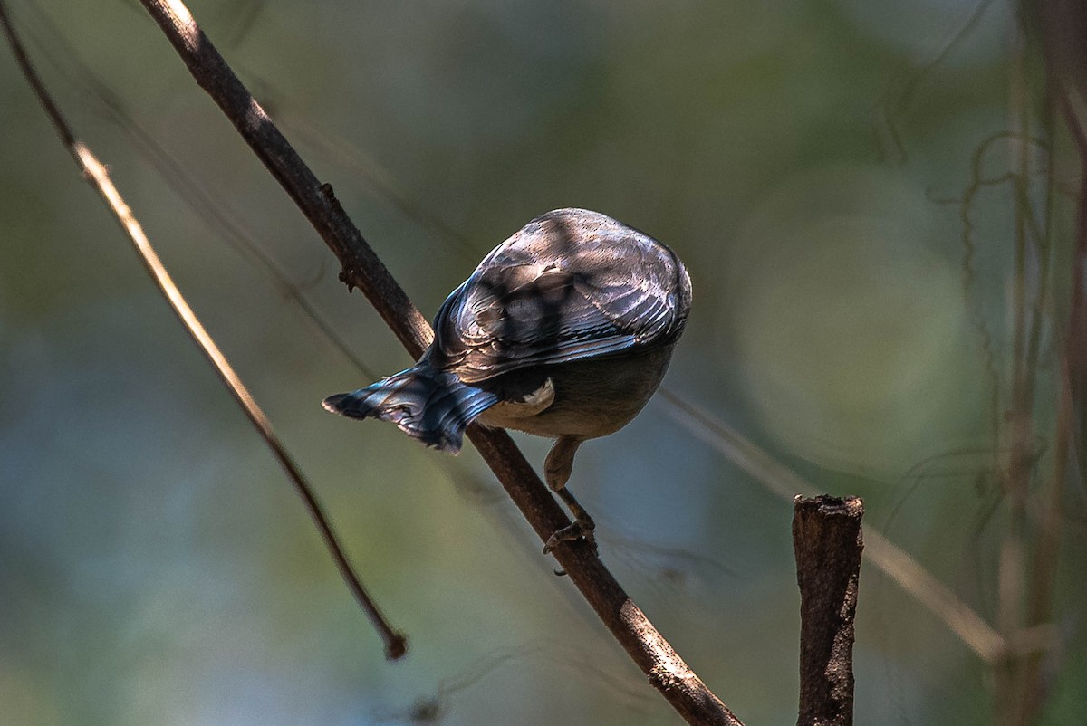 Sayaca Tanager - ML642935224
