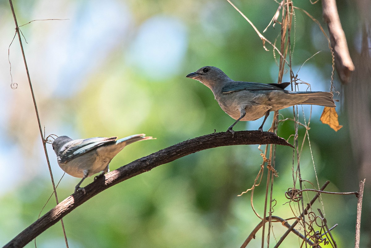 Sayaca Tanager - ML642935225