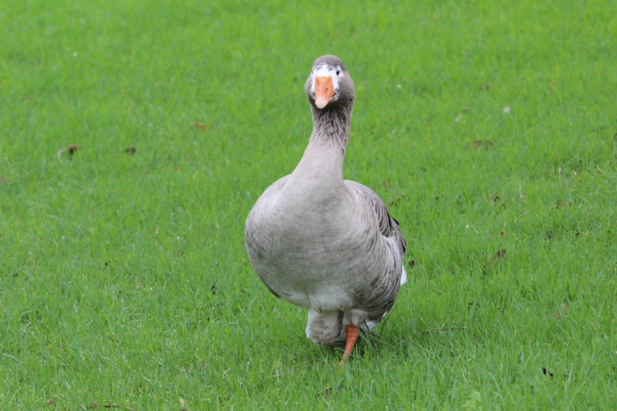 Graylag Goose (Domestic type) - ML642935226