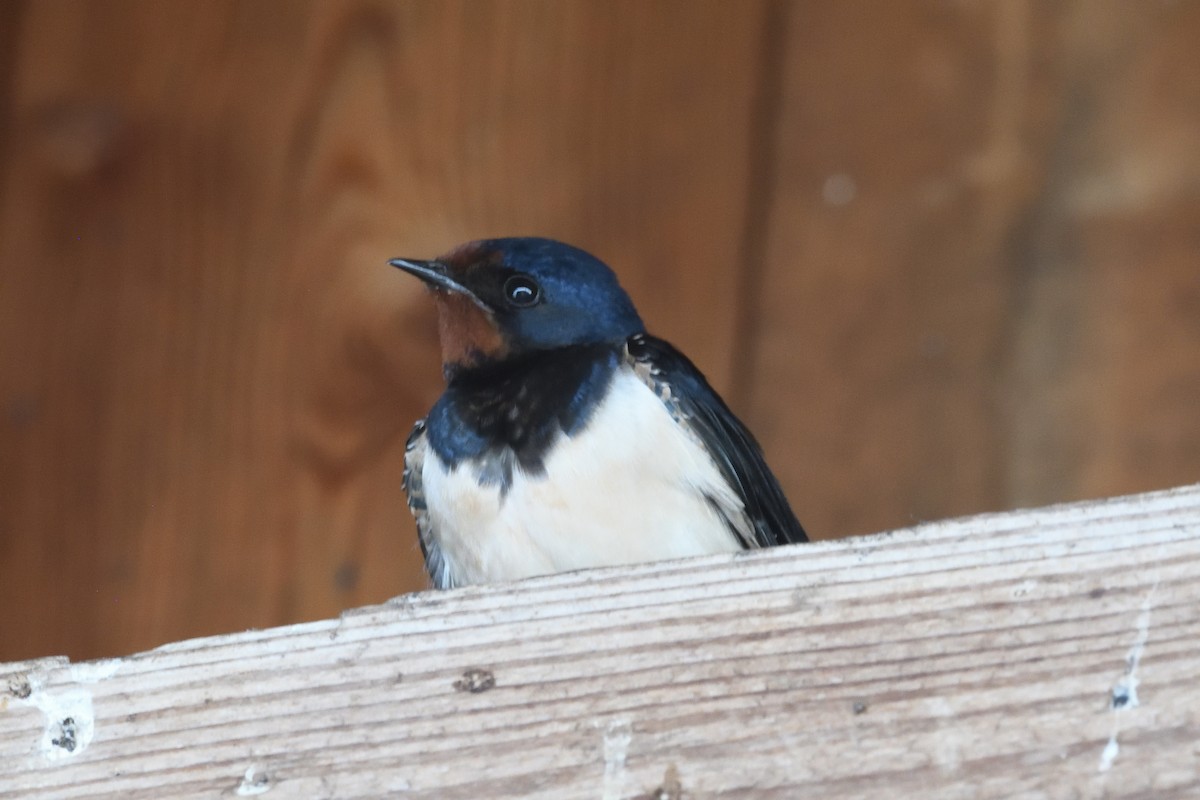 Barn Swallow - ML642935234