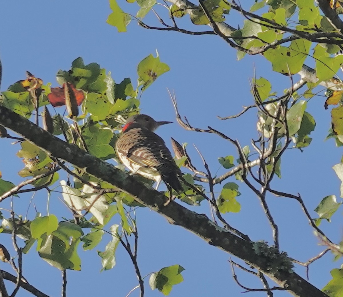 Northern Flicker - ML642935235