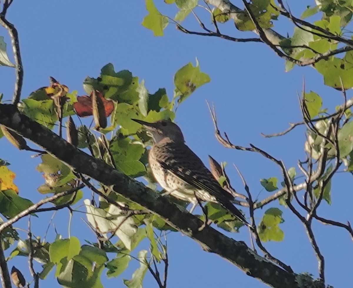 Northern Flicker - ML642935236