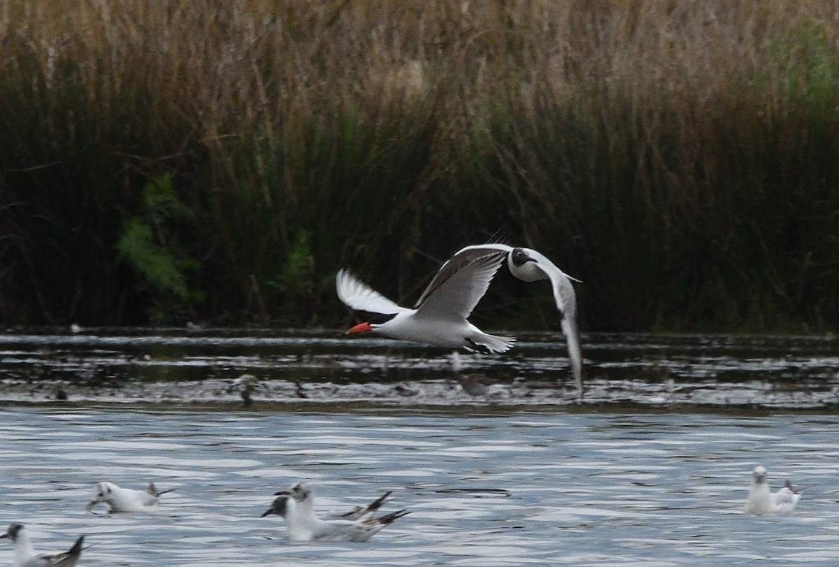 Caspian Tern - ML642935246