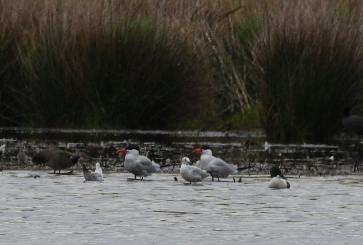 Caspian Tern - ML642935249