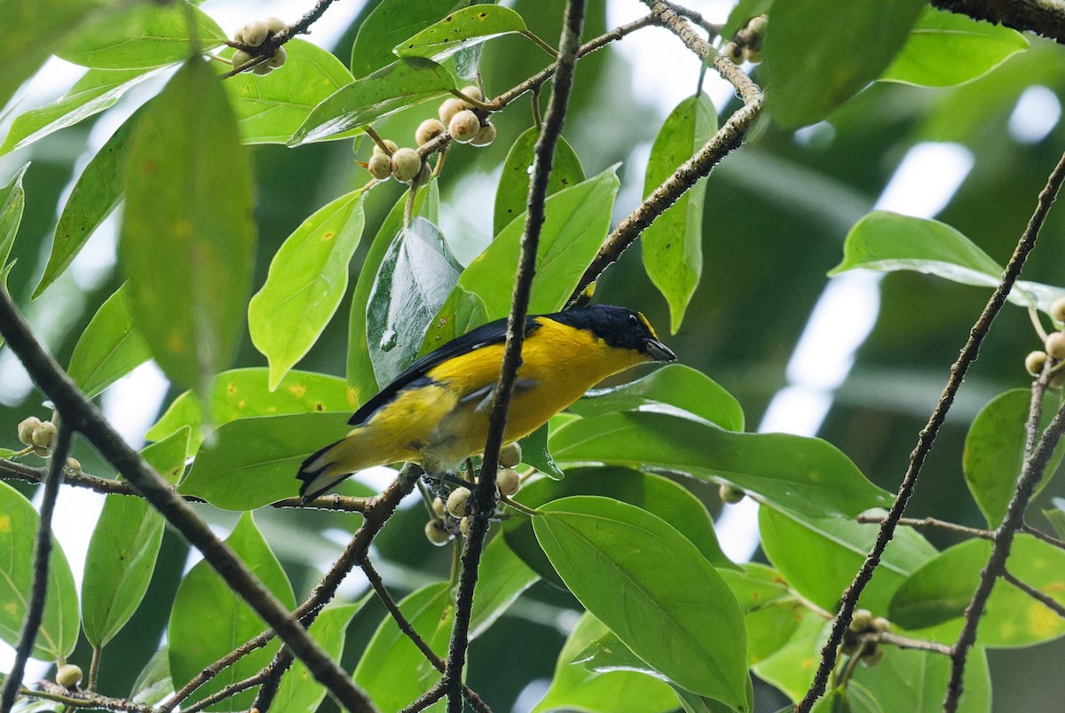 Yellow-throated Euphonia - ML642935251