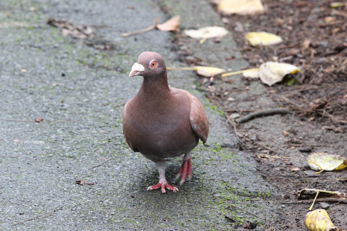 Rock Pigeon (Feral Pigeon) - ML642935259