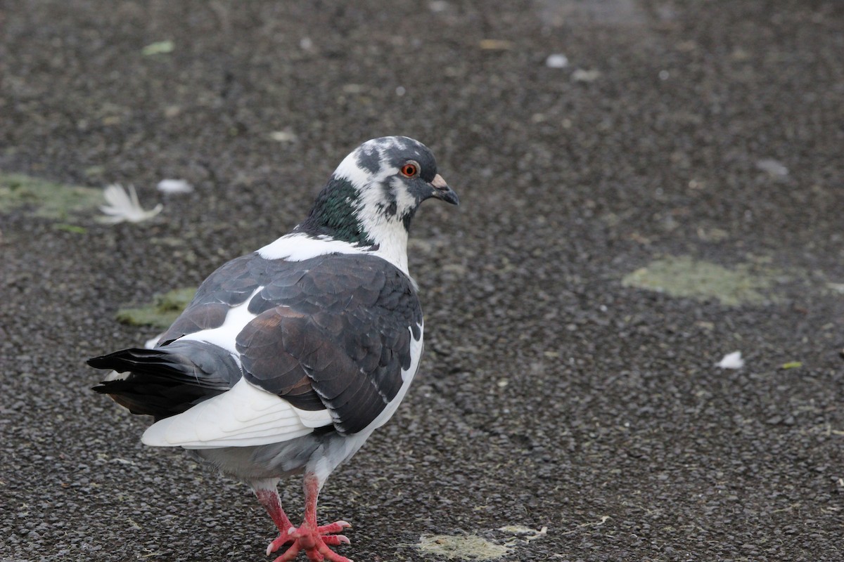 Rock Pigeon (Feral Pigeon) - ML642935260