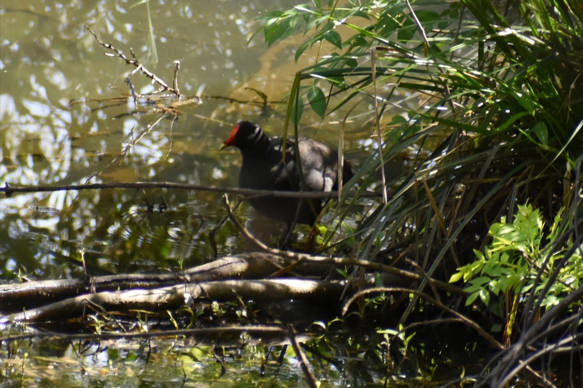 Dusky Moorhen - ML642935262