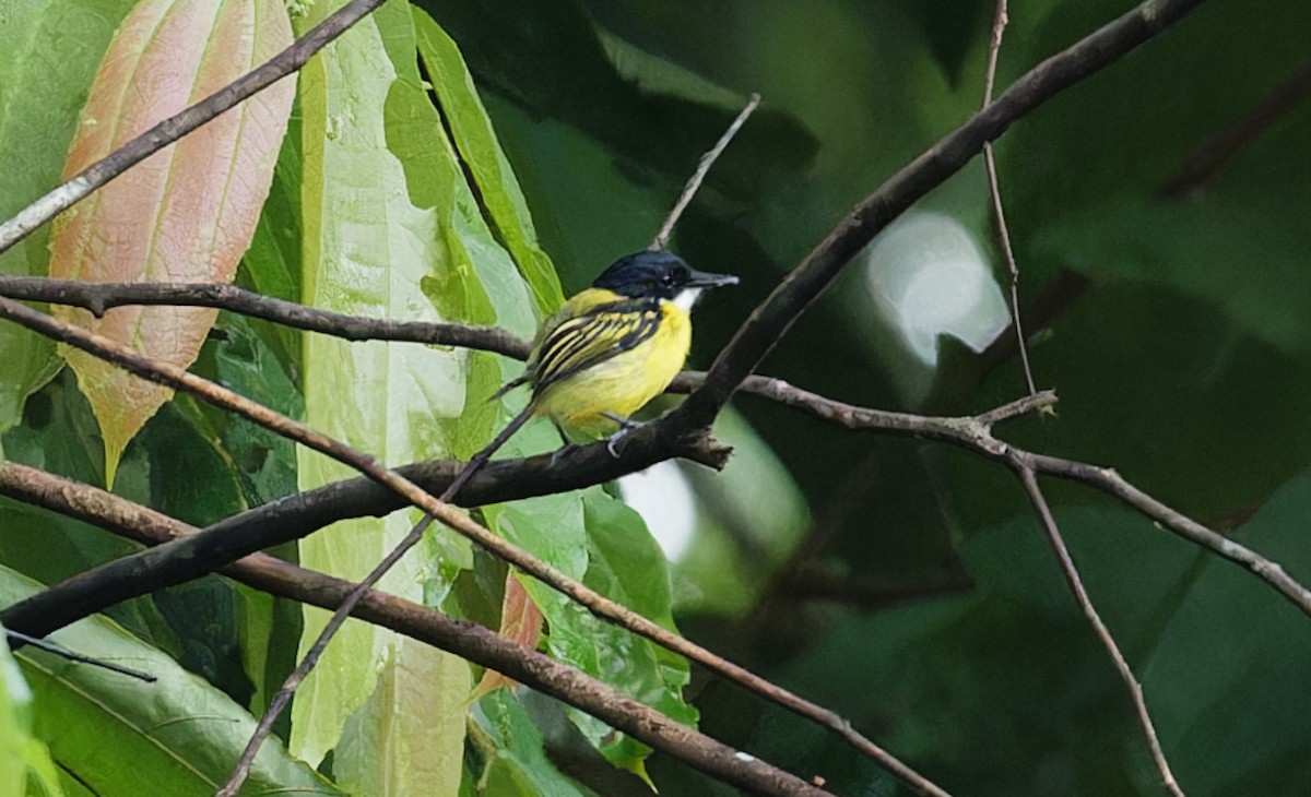Black-headed Tody-Flycatcher - ML642935266