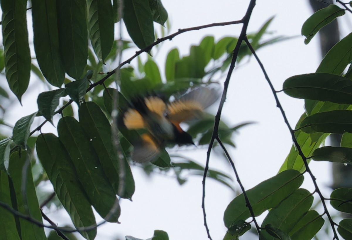 American Redstart - ML642935277
