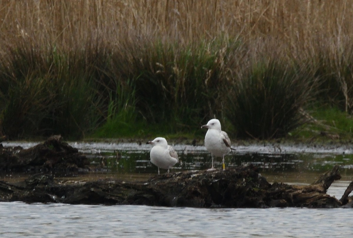 Caspian Gull - ML642935282