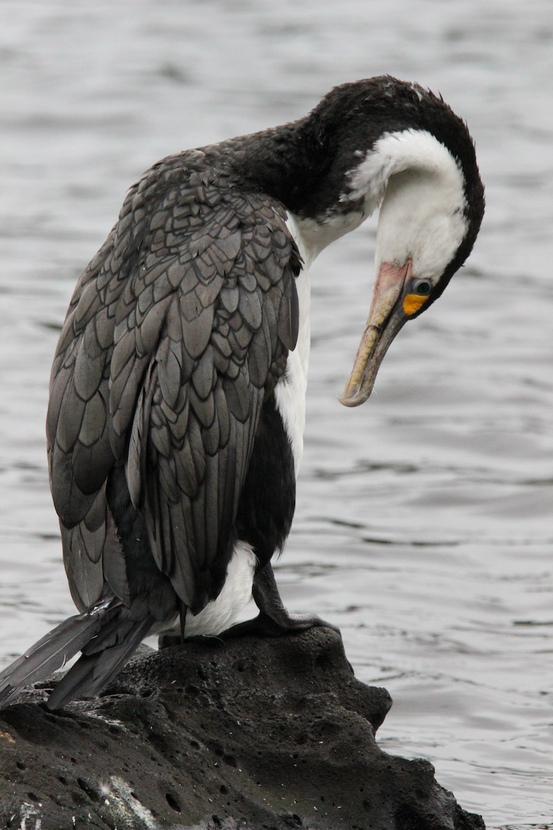 Pied Cormorant - ML642935291