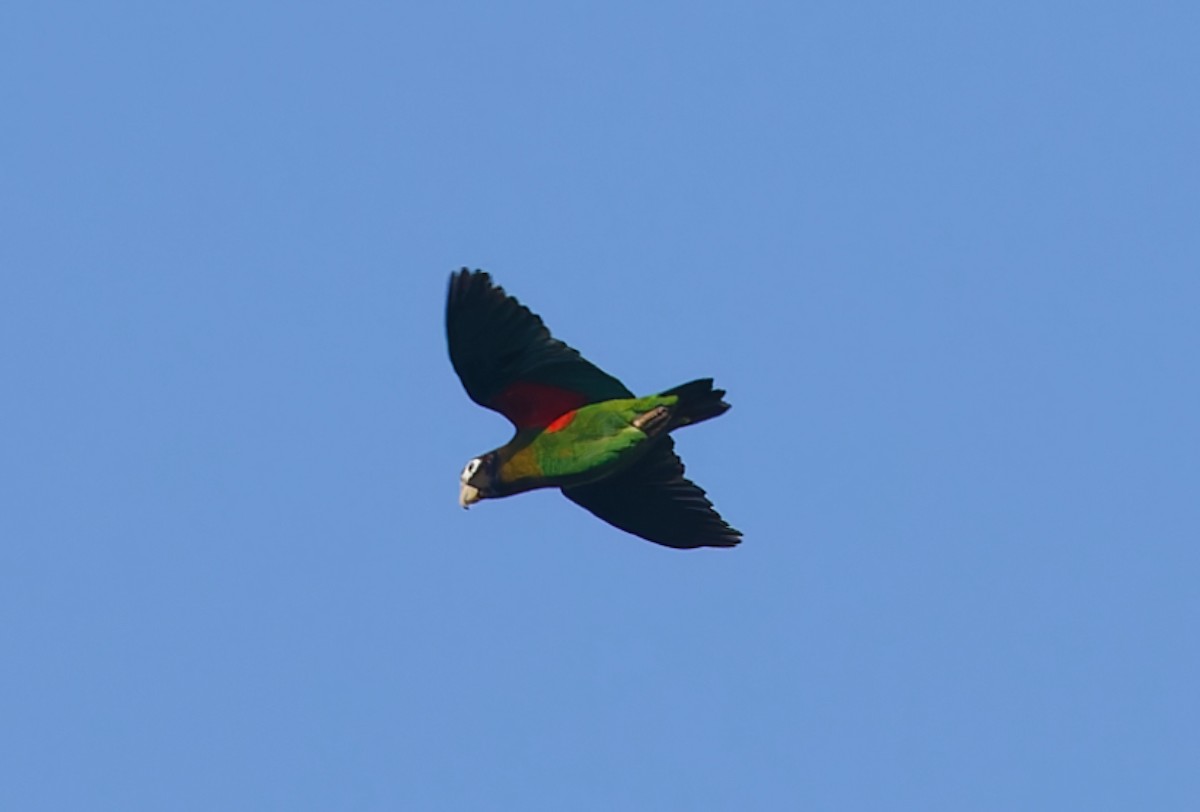 アカミミインコ - ML642935298