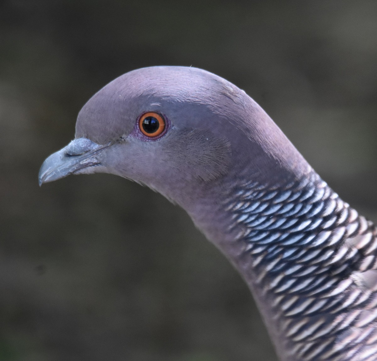 アカメバト - ML642935306