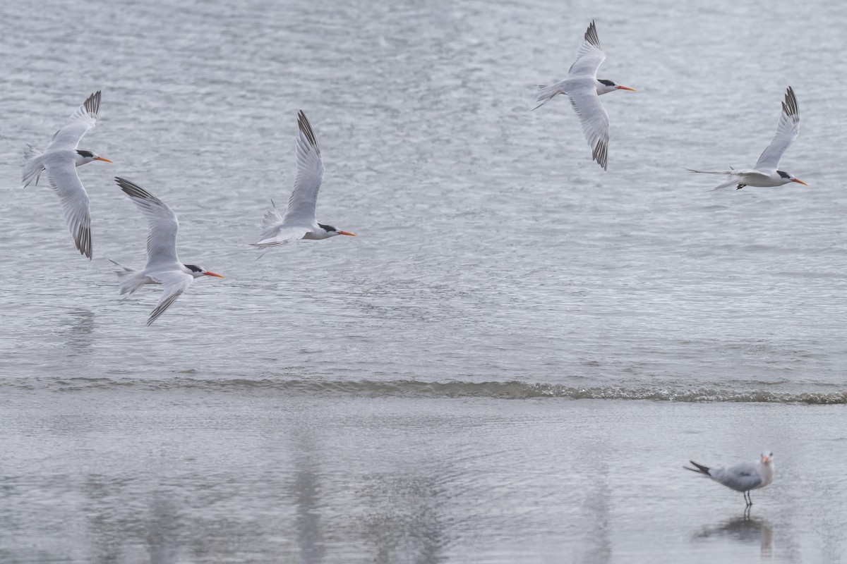 Elegant Tern - ML642935310