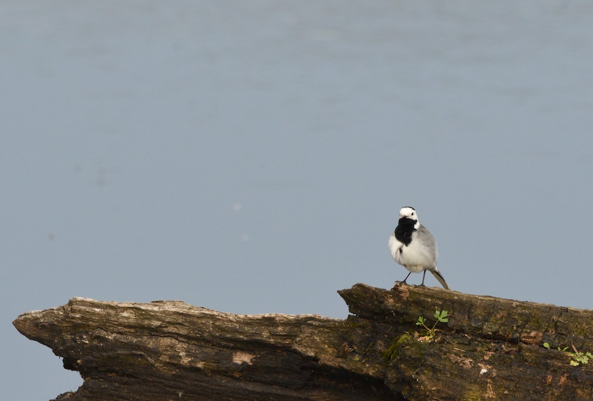 White Wagtail - ML642935334