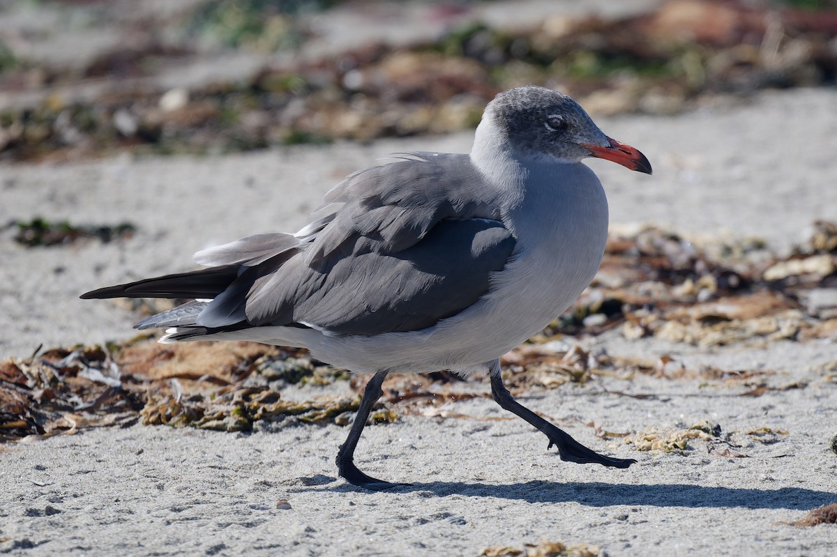 Heermann's Gull - ML642935336