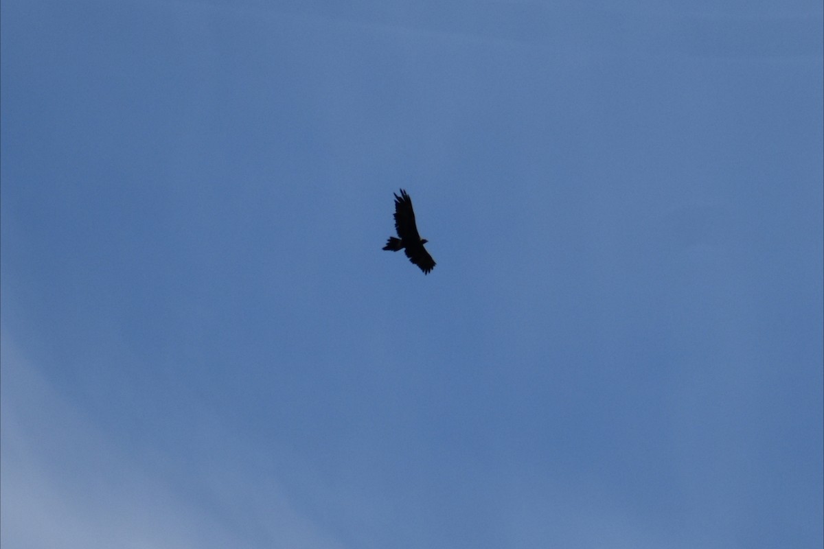 Wedge-tailed Eagle - ML642935338