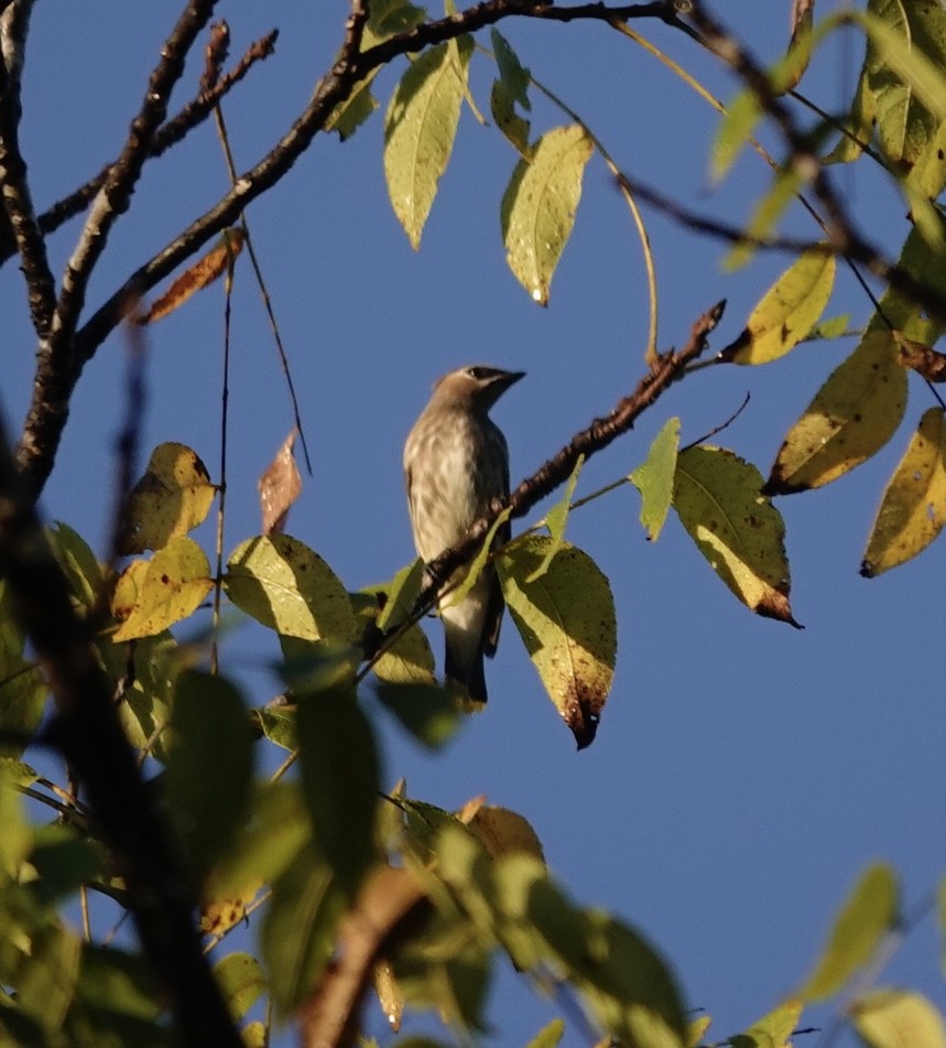 Cedar Waxwing - ML642935341