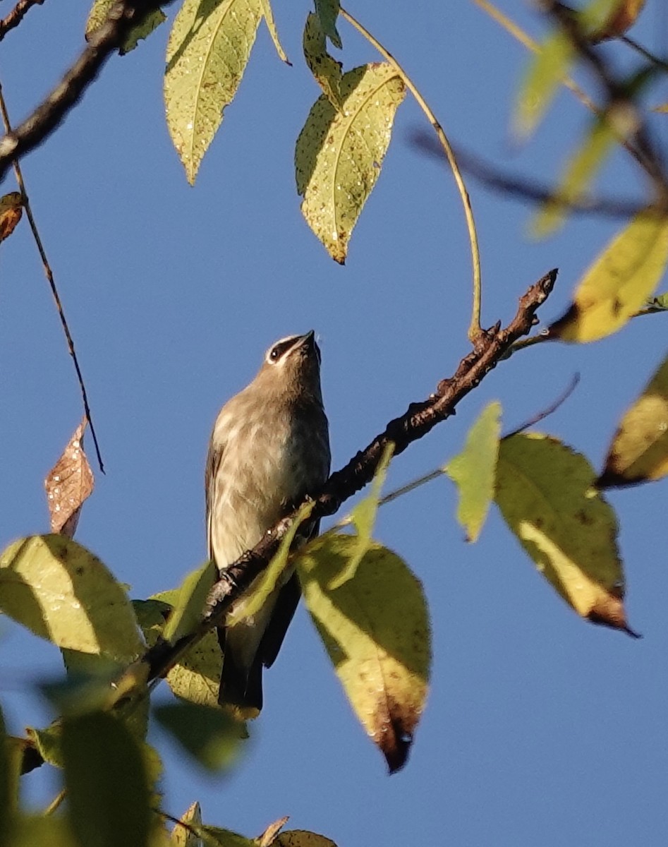 Cedar Waxwing - ML642935342
