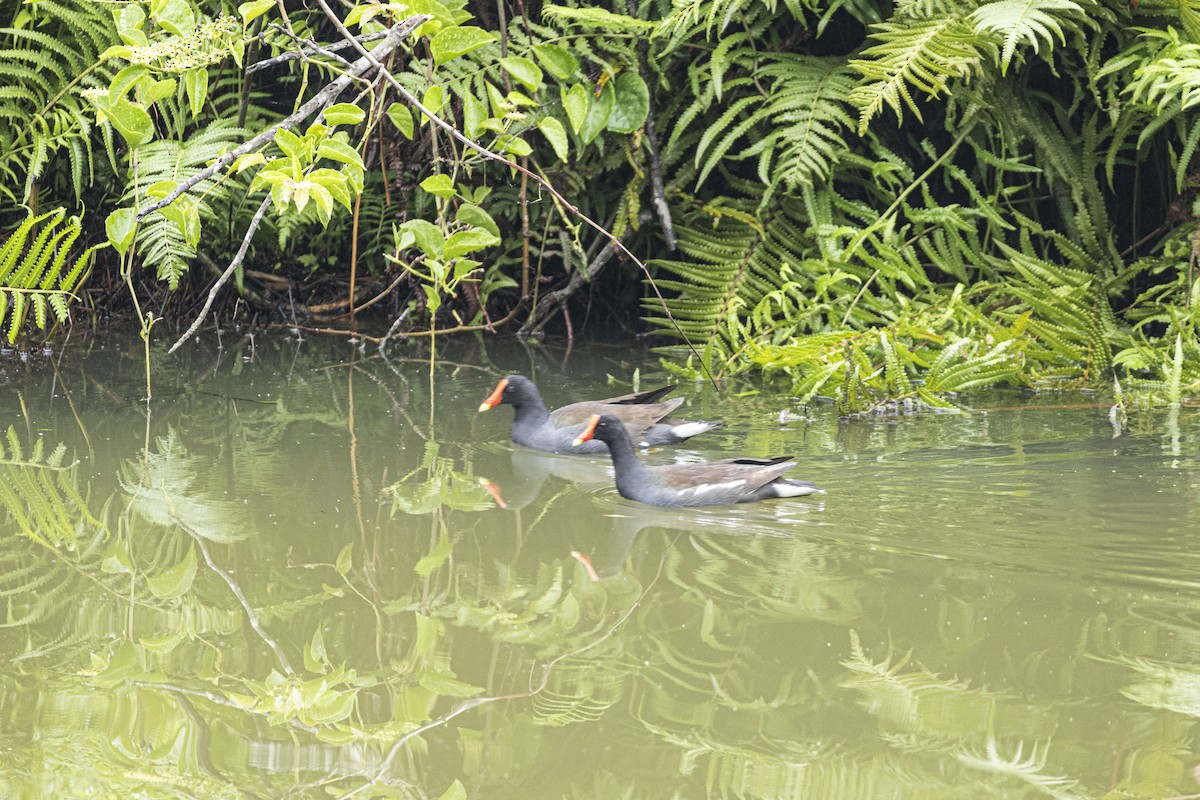 Common Gallinule - ML642935348