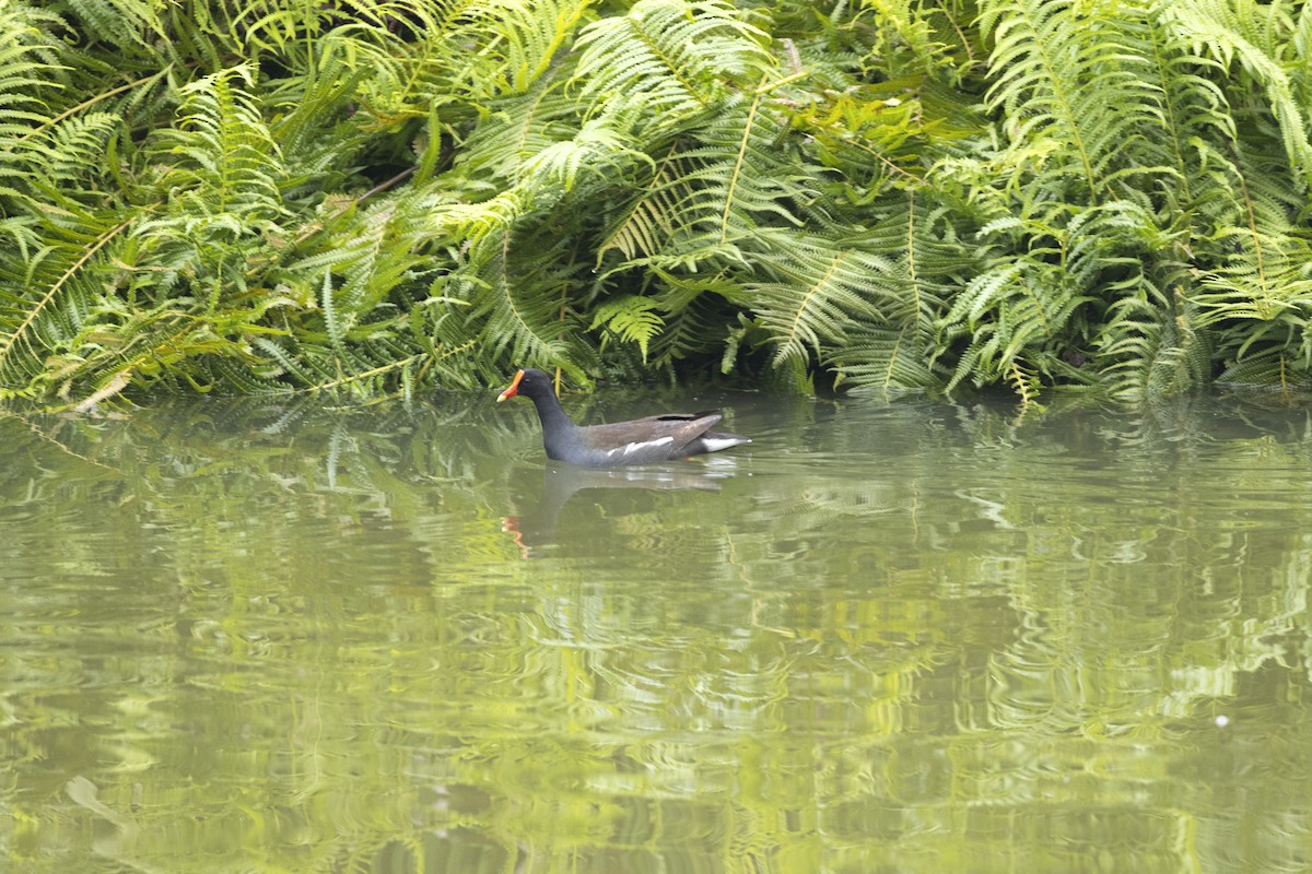 Common Gallinule - ML642935349